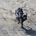 honden foto Weekendje Zeeland