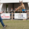 honden foto 
