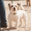 honden foto 