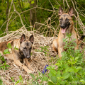 honden foto 