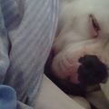 honden foto 