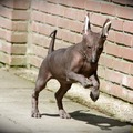 honden foto 