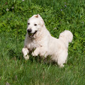honden foto 