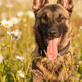 honden foto 