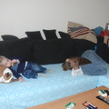 honden foto 