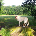 honden foto 
