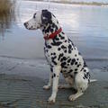 honden foto Dit is Spike lieve hond