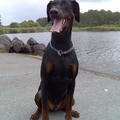 honden foto Dit is Sem een doerak