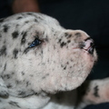 honden foto 