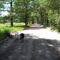 honden foto 