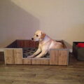 honden foto 
