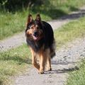 honden foto Op vakantie in Frankrijk...