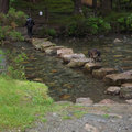honden foto 