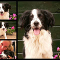 honden foto 