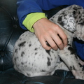 honden foto 