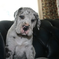 honden foto 