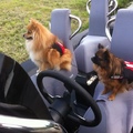 honden foto 