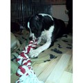 honden foto 