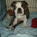 honden foto Puppy Luca