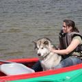 honden foto 