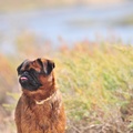 honden foto Narbonne