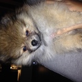 honden foto Fendi 10 weken