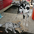 honden foto 