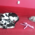 honden foto 