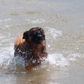 honden foto 