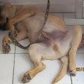 honden foto Tukken doen we overal en nergens....