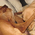 honden foto Eerlijk zullen we alles delen.....ook een persoonlijke schoonmaakbeurt!
