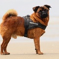 honden foto 