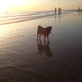 honden foto 