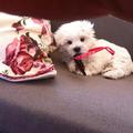 honden foto Lizzy...