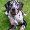 honden foto Bruce Besavej , half broertje van Troy