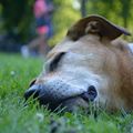 honden foto 