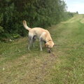 honden foto 