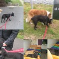honden foto 