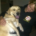 honden foto 