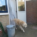 honden foto Het magneten gordijn.