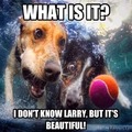 honden foto 