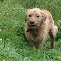 honden foto 