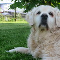 honden foto Raïsalientje.