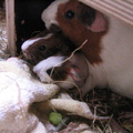 honden foto 