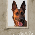honden foto 