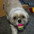 honden foto Hallo ik ben Nala (raszuiver shih tzu)

Ik ben super lief en speel het liefst met een balletje..

Poot Nala