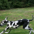 honden foto 