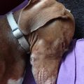honden foto Hihi, de modder zit nog op mijn lip :-p (12 oktober 2014)