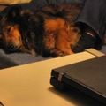 honden foto Monsieur & Buci 