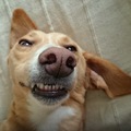 honden foto 